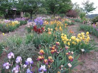 /album/galerie-de-photos-floraisons/jardin-du-cabanon-04-comp-jpg1/